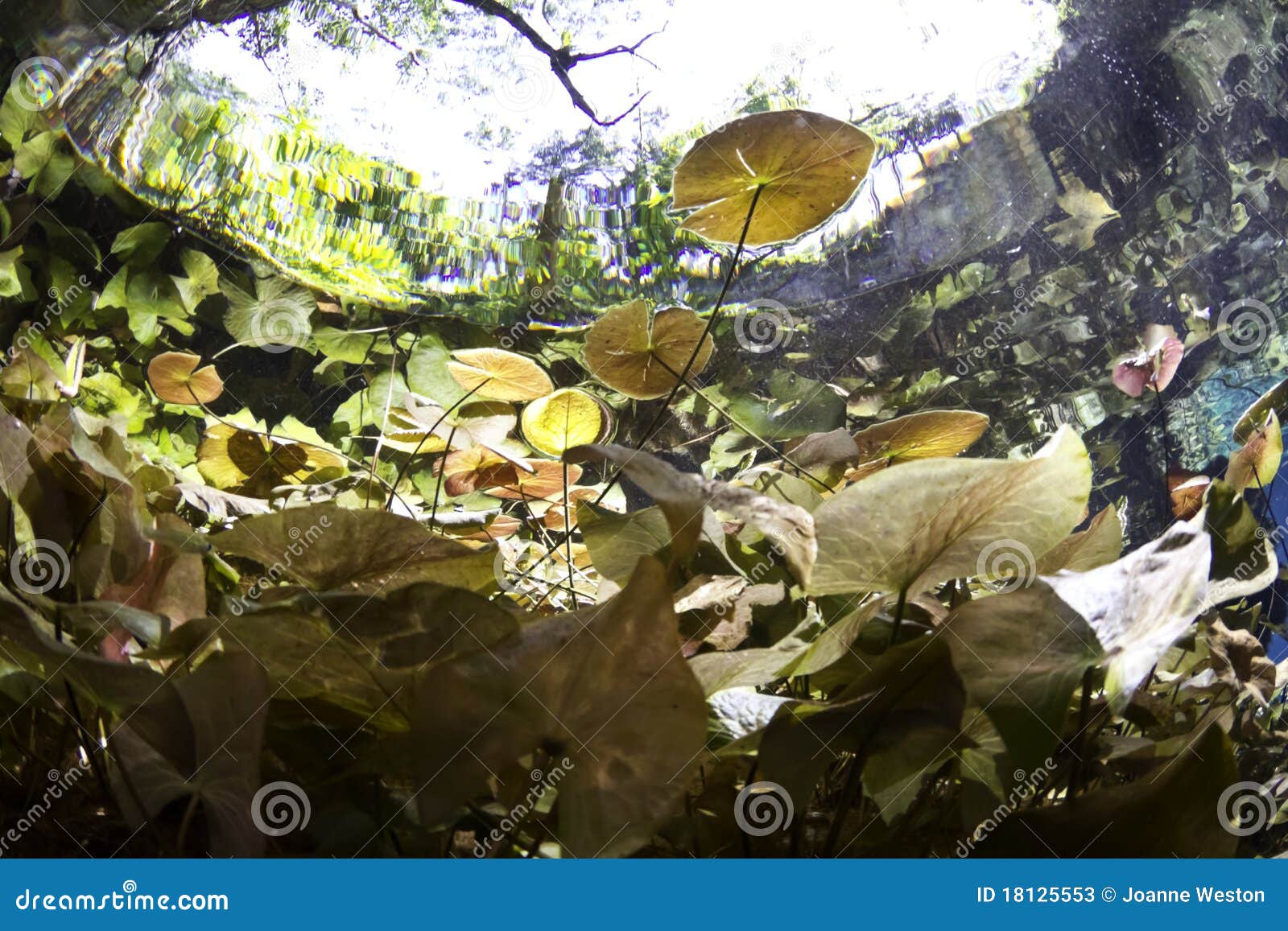 Lilly pads from underwater stock image. Image of pond - 18125553