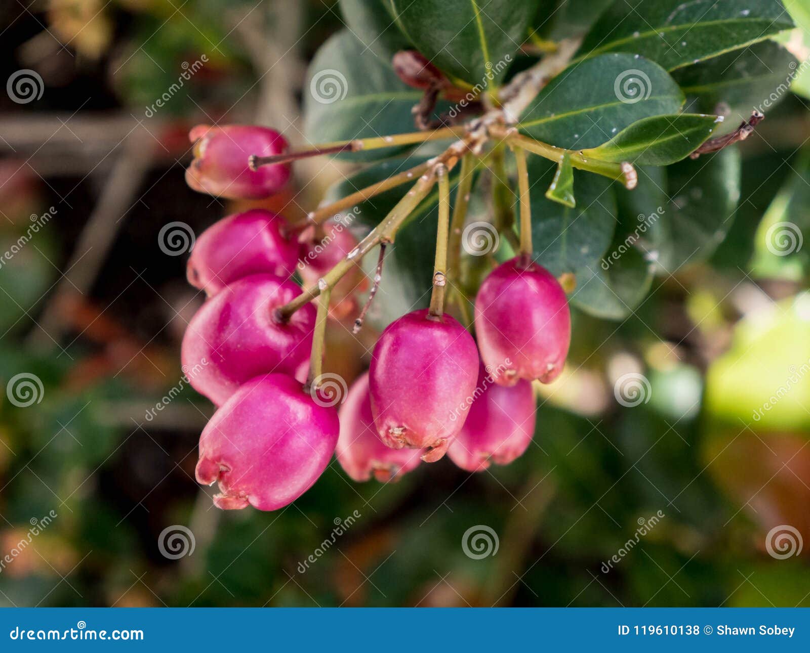 Lilly Pilly stock photo. Image of ripe, leaves, pilly 119610138