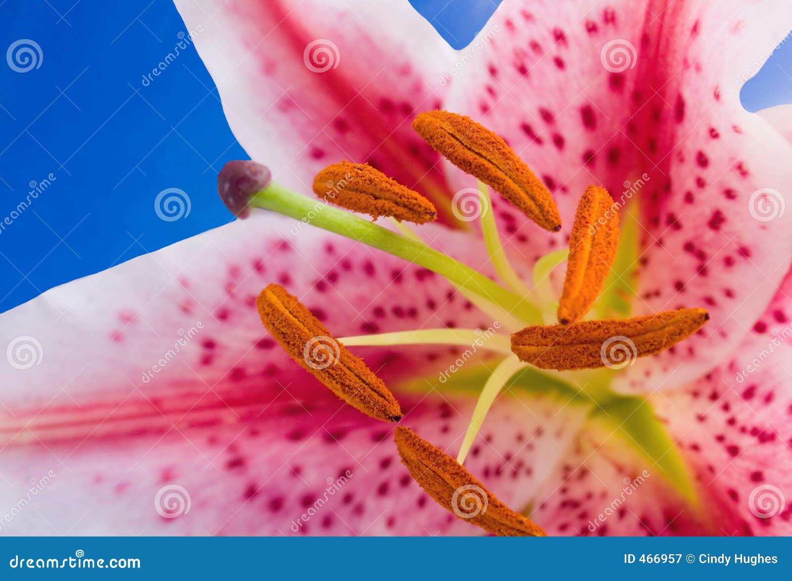 lilly on sky