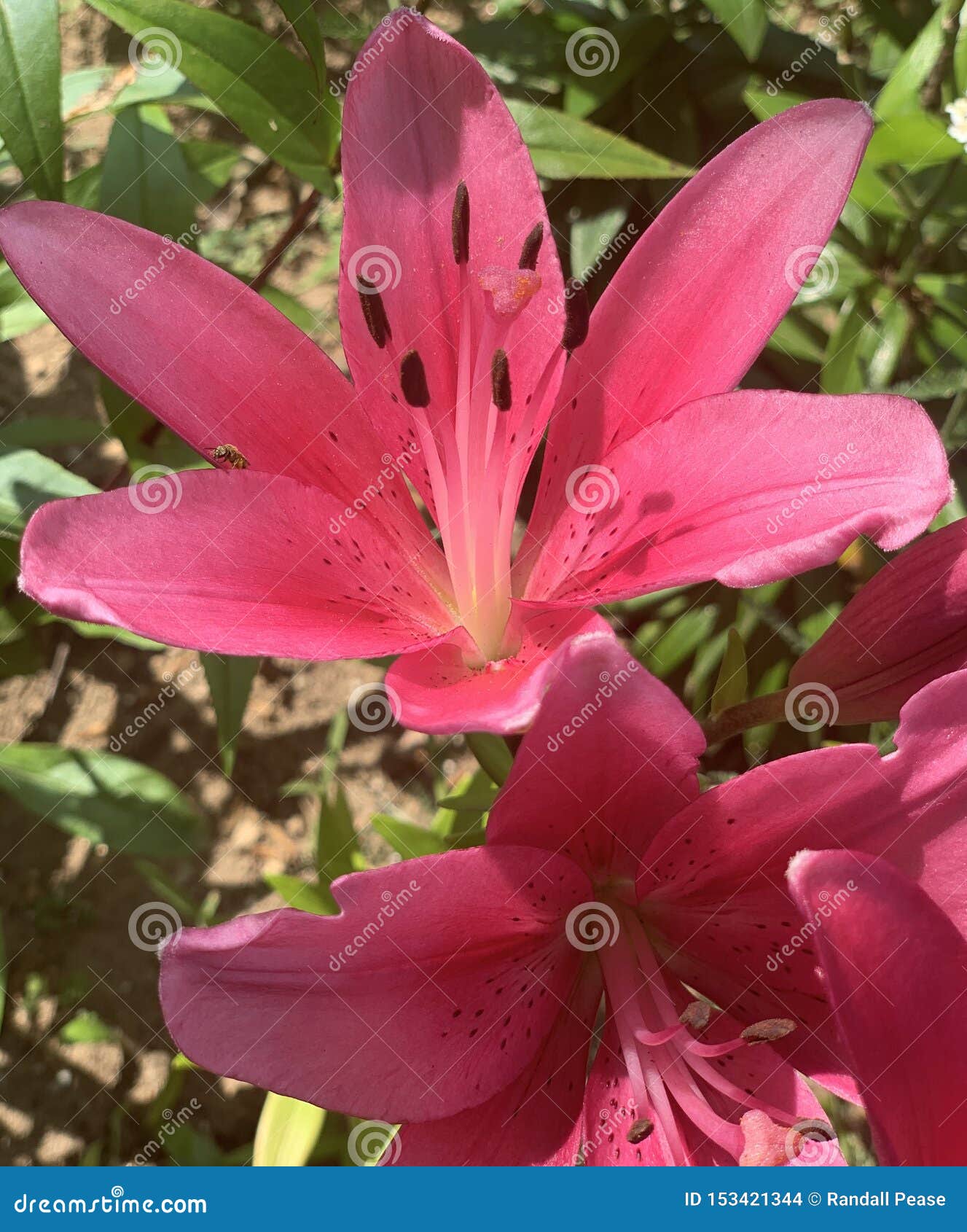 Lilly stock photo. Image of pink, spider, flower, lilly - 153421344