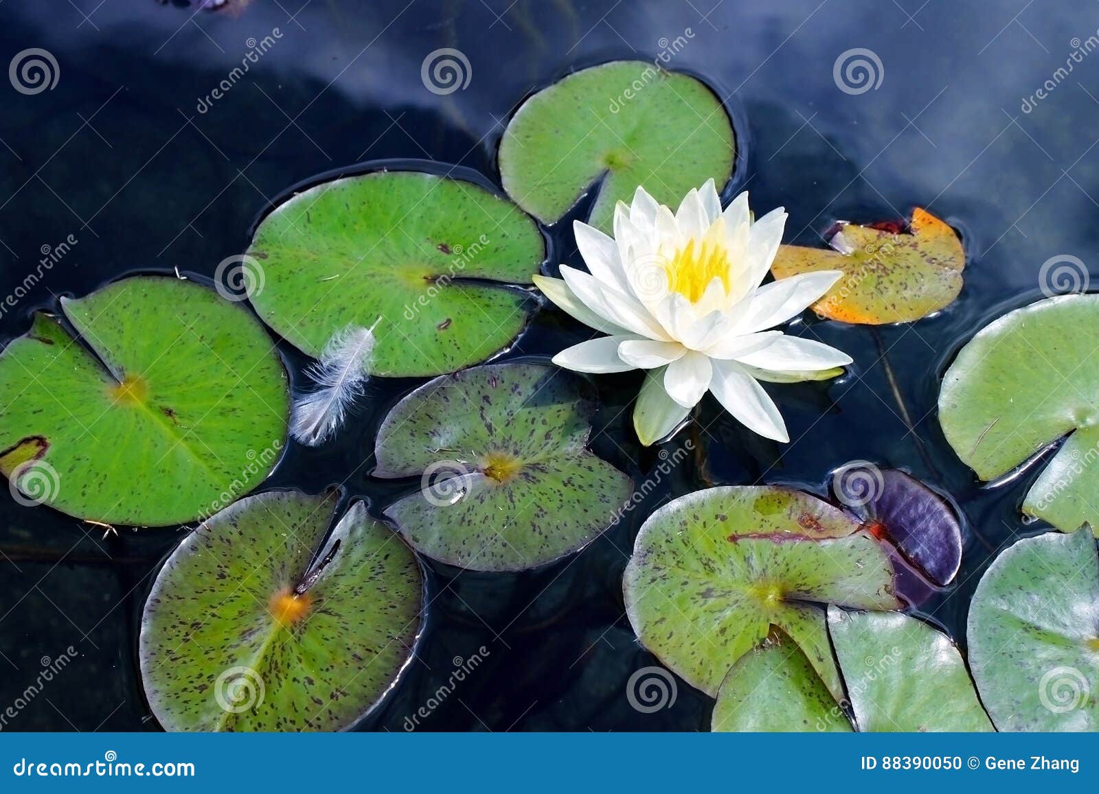 Lilly water arkivfoto. Bild av vatten, grön, blommar 88390050