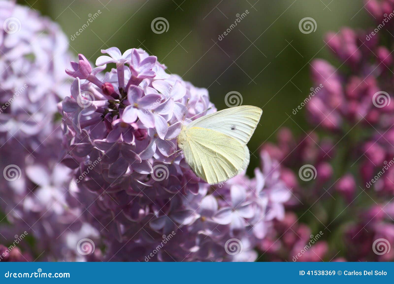 lilo y mariposa