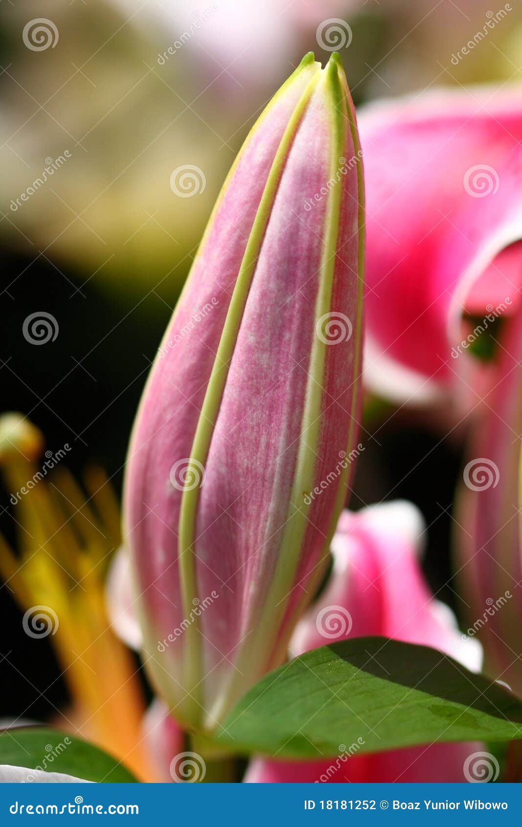 Lily bud stock photo. Image of colourful, bunch, spring 18181252