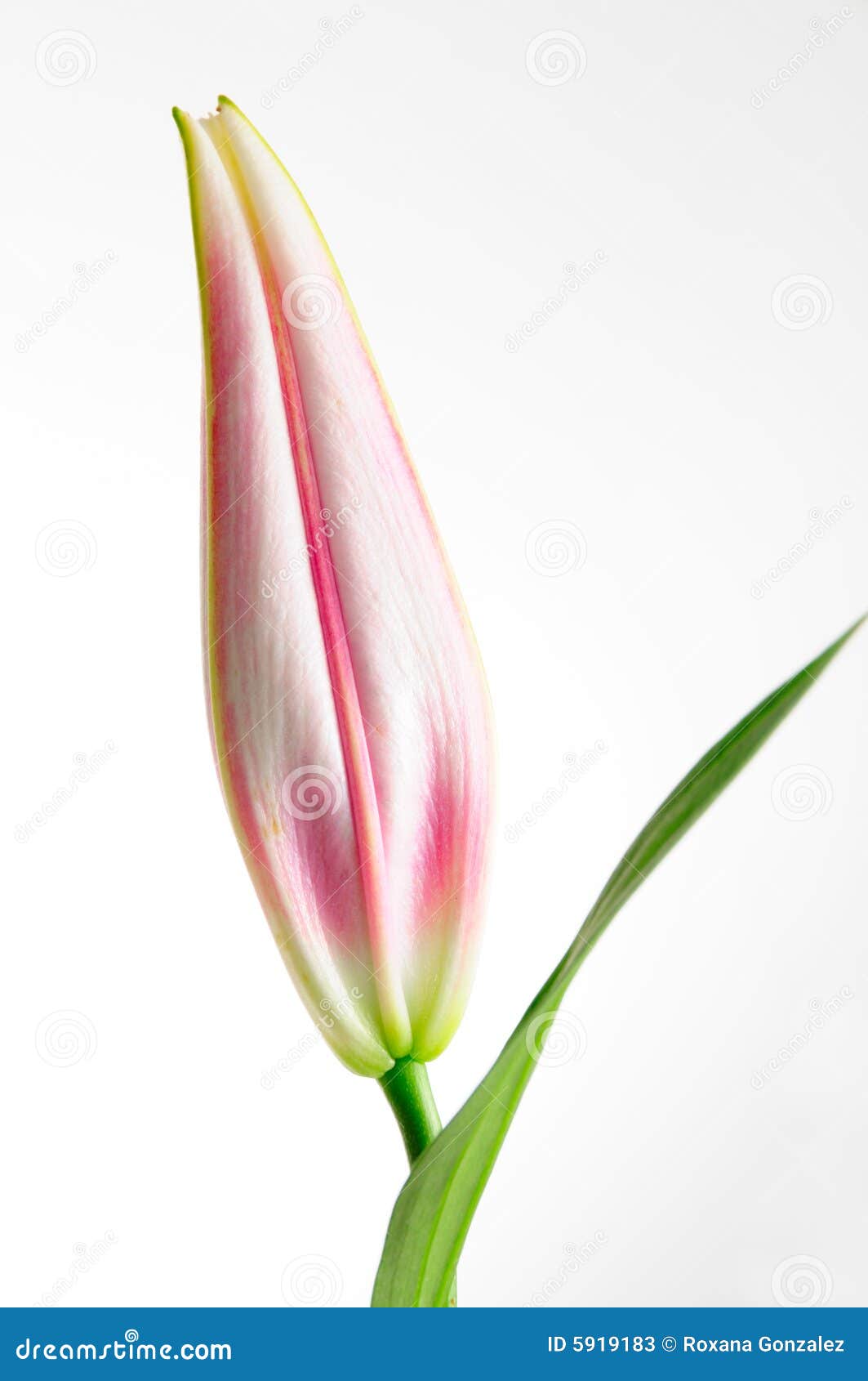 Lily bud stock image. Image of leaf, beautiful, isolated 5919183