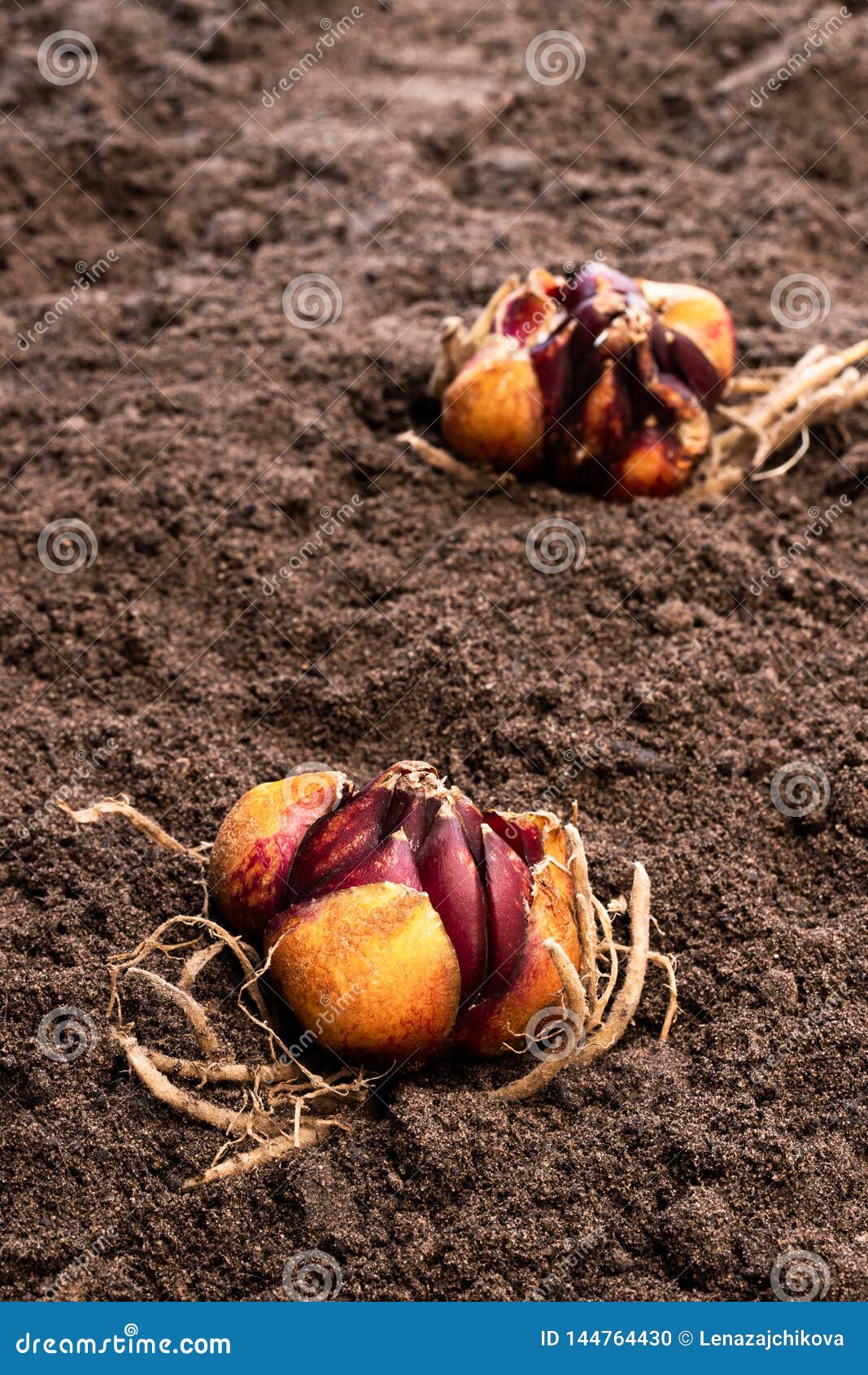Lily Bulbs on Soil. Ready To Plant Stock Photo Image of nature, farm