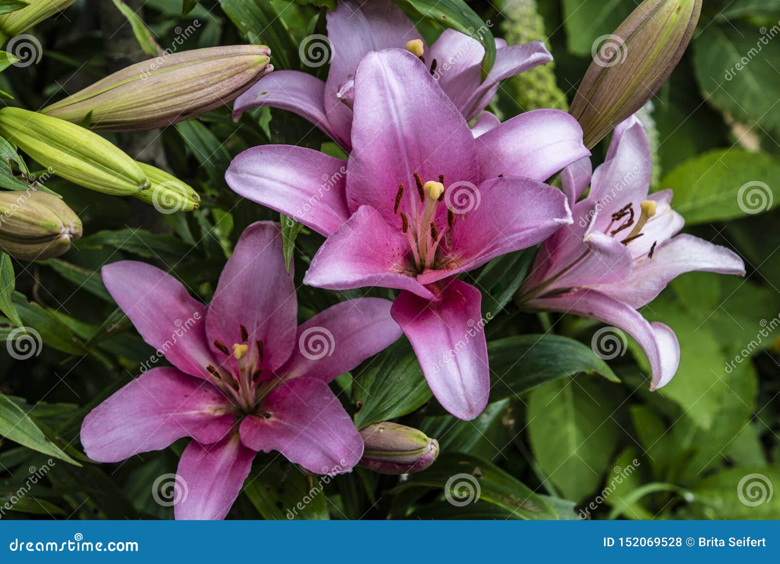 Lily Defender Pink - a Pretty Soft Pink Lily with the Everpopular ...