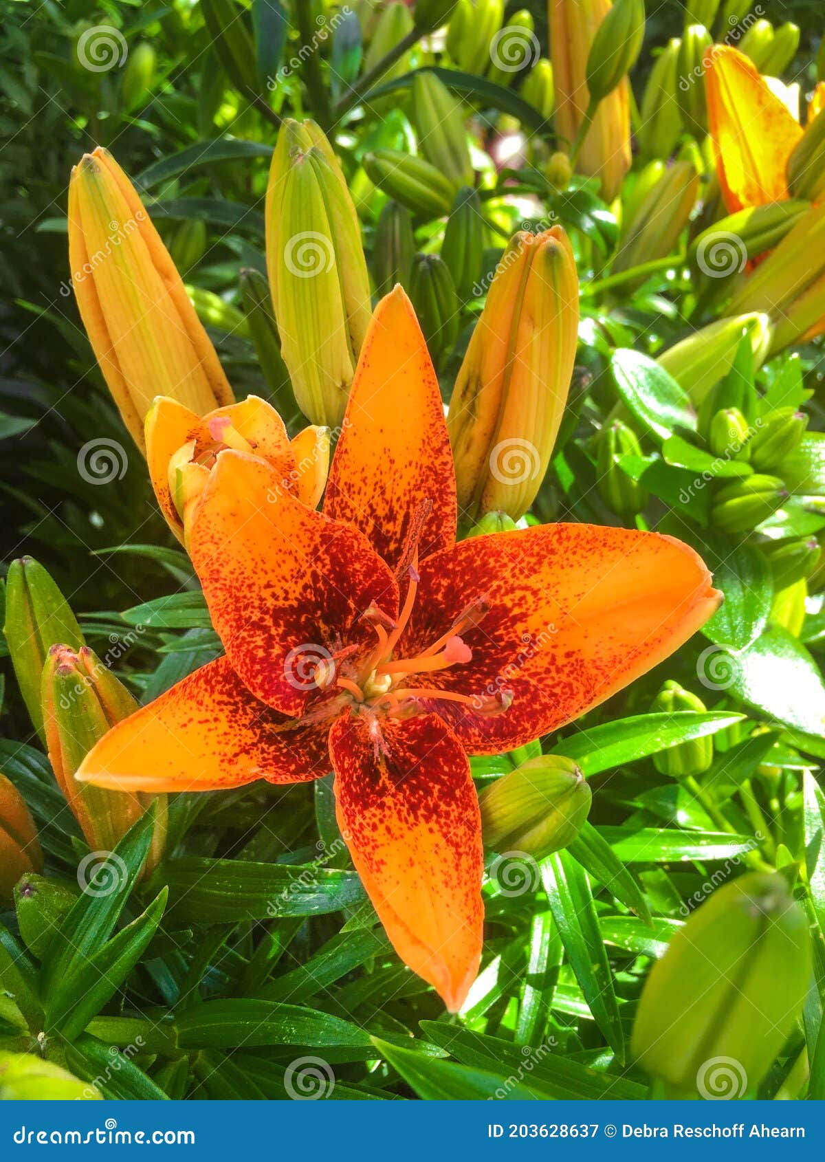 Lily Et Lis Tigré Oranges Du Feu De Lily Bulbiferum De Lilium Image stock -  Image du fleur, beauté: 203628637