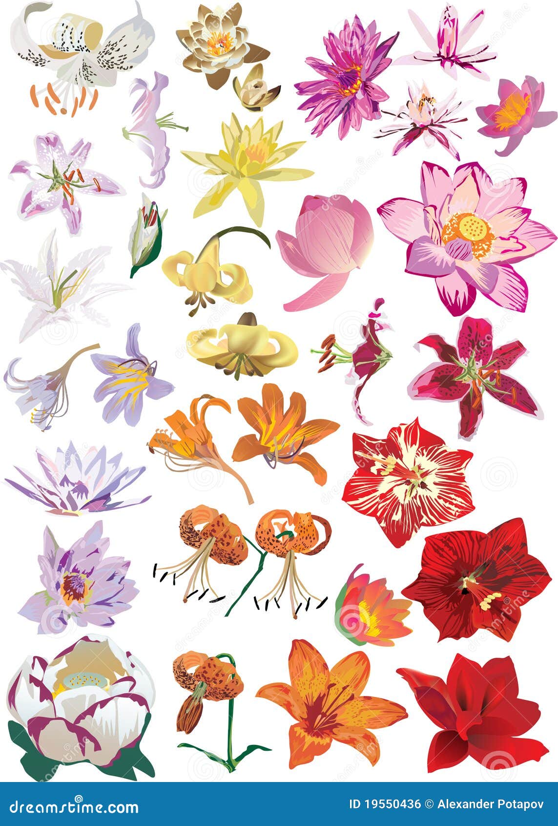Lily Family Flowers Collection Stock Vector Illustration of leaf