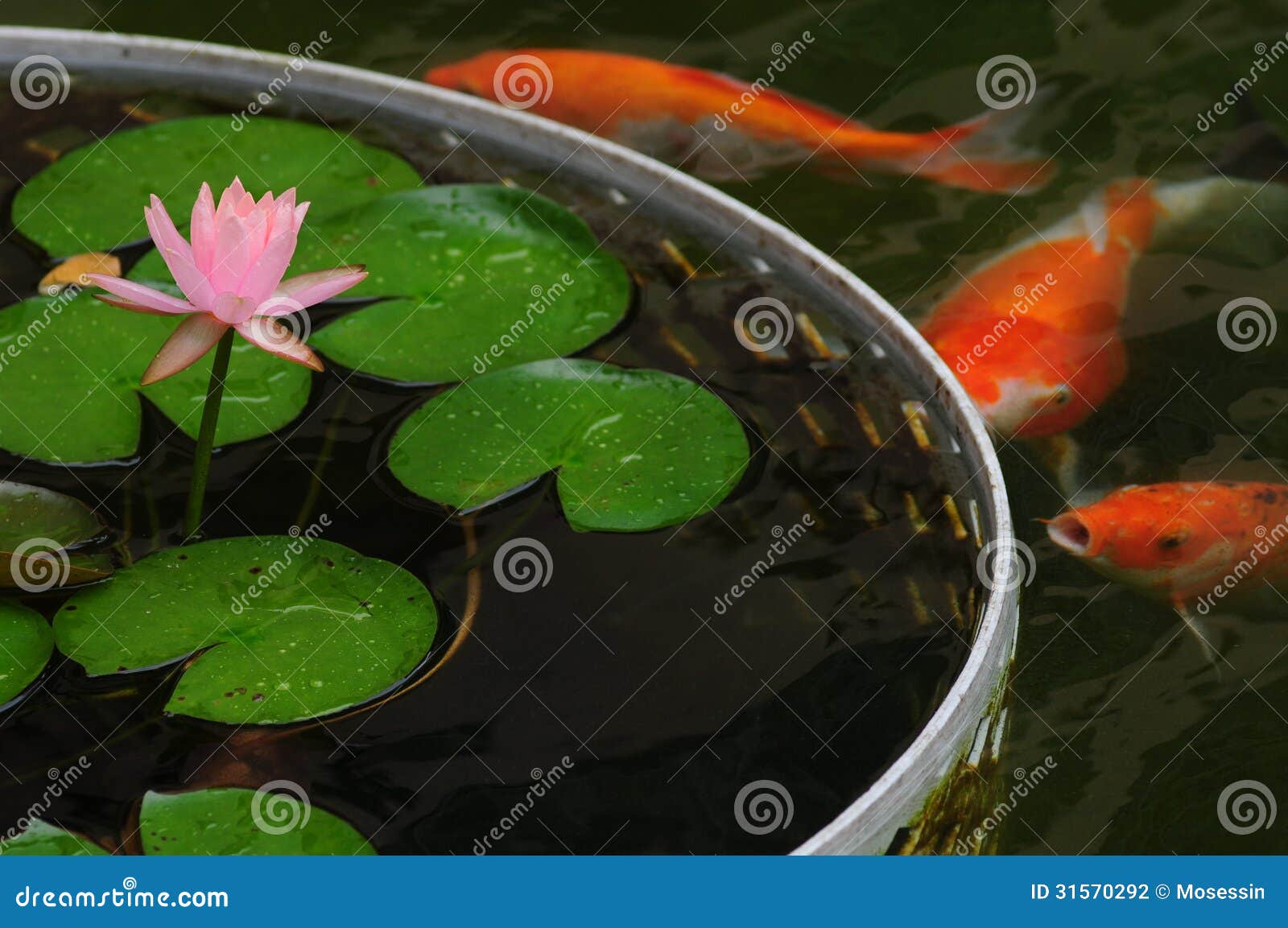 Lily and fish stock photo. Image of pond, flower, leaves 31570292