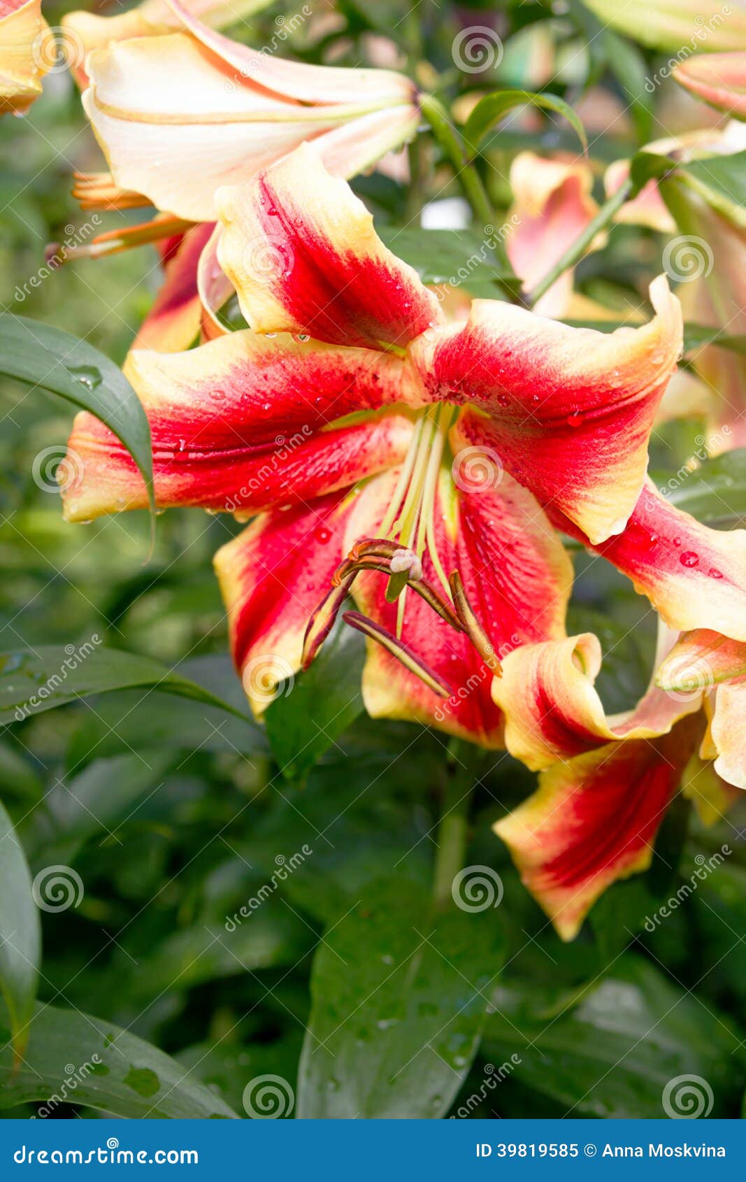 Lily flower background stock image. Image of mature, blooming - 39819585