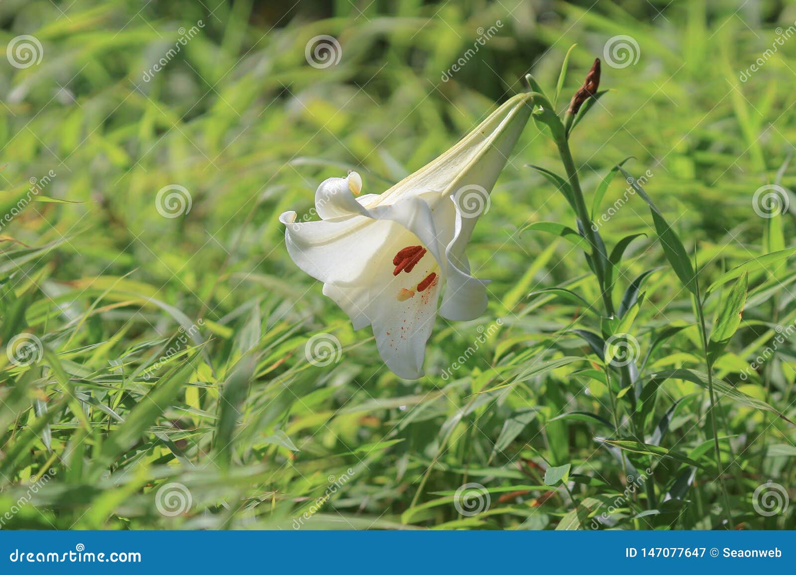 Lily Flower. Beautiful Lily Flower in Lily Flower Garden Stock Image