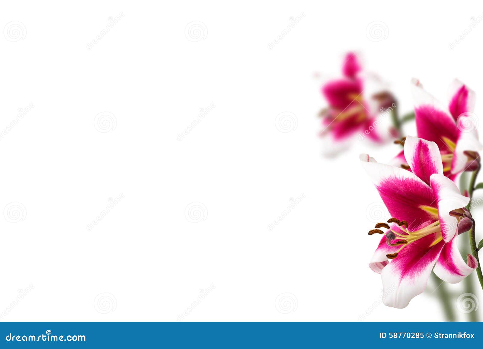 images Flower White Background With Design megapixl com