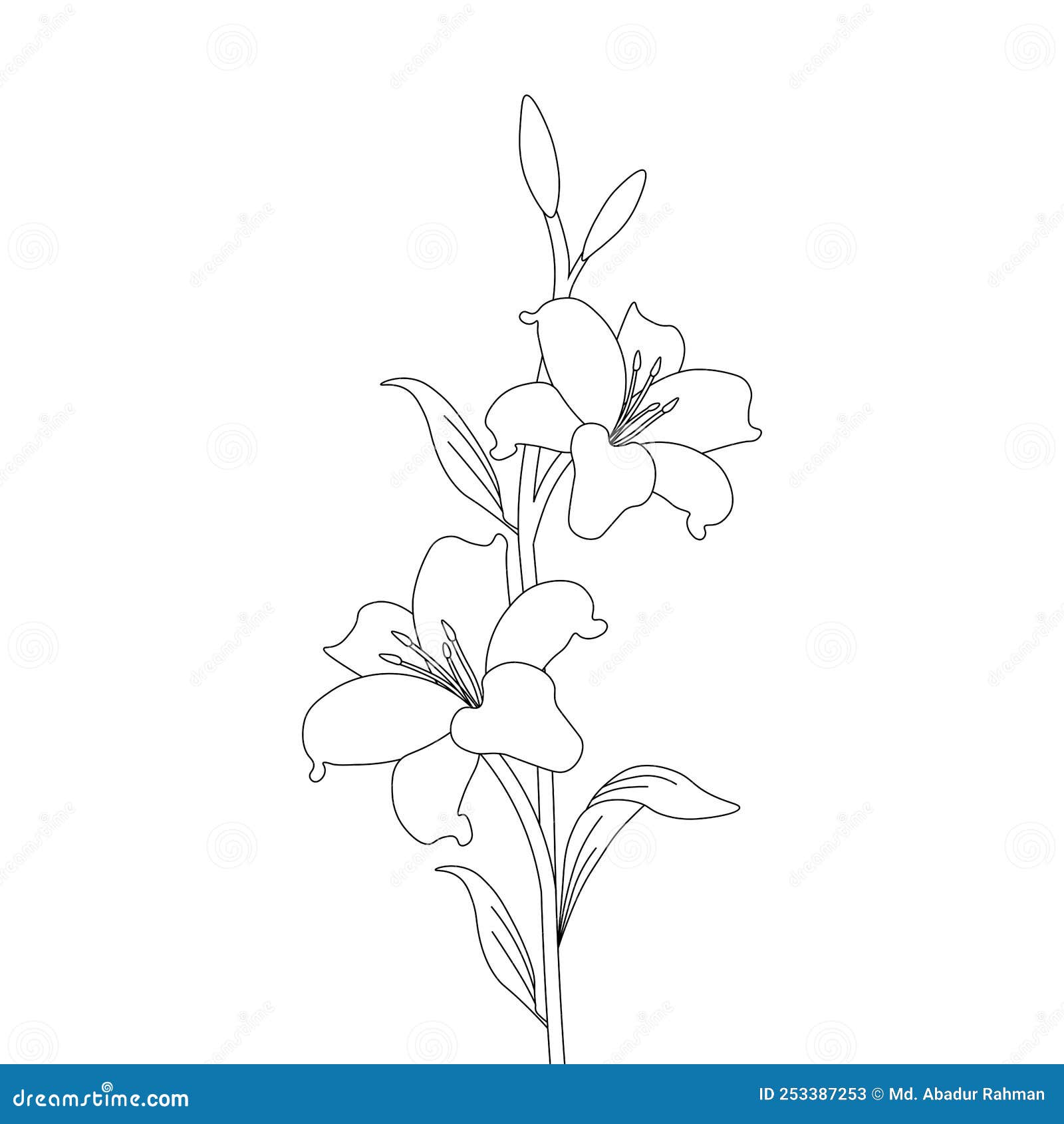 Lily Flower Coloring Page Drawing for Kids Activities Art with Line ...