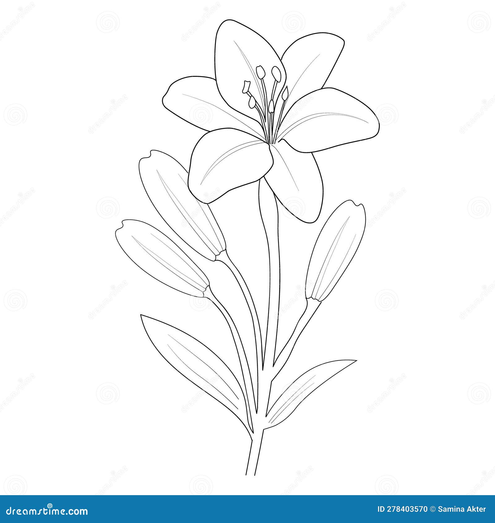 Lily Flower Coloring Pages for Kids, Lili Flower Botanicla Illustrarion ...