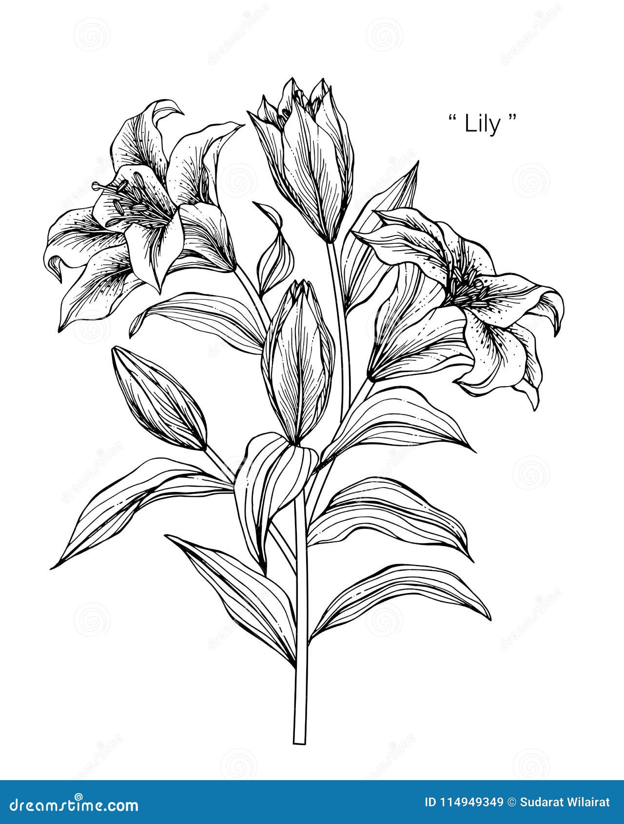 Lily flowers sketch hand drawn in doodle style Vector Image