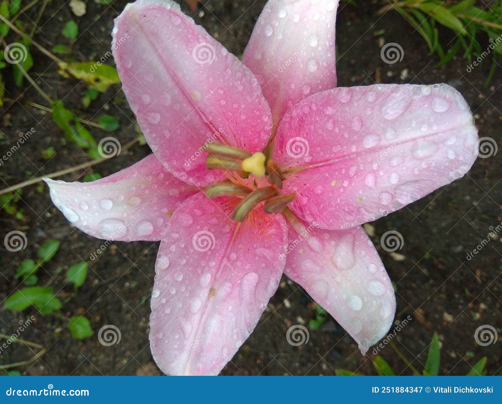 Lily flower stock image. Image of rose, blossom, orchid 251884347