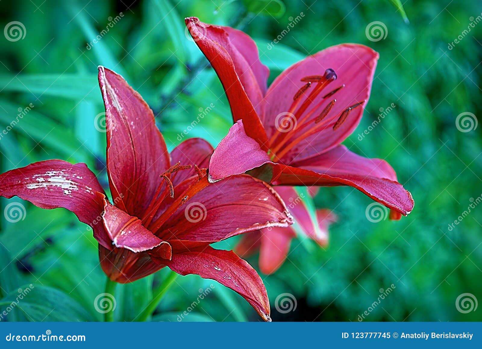 Flowers Lilies in the Garden in Summer Stock Image Image of floral