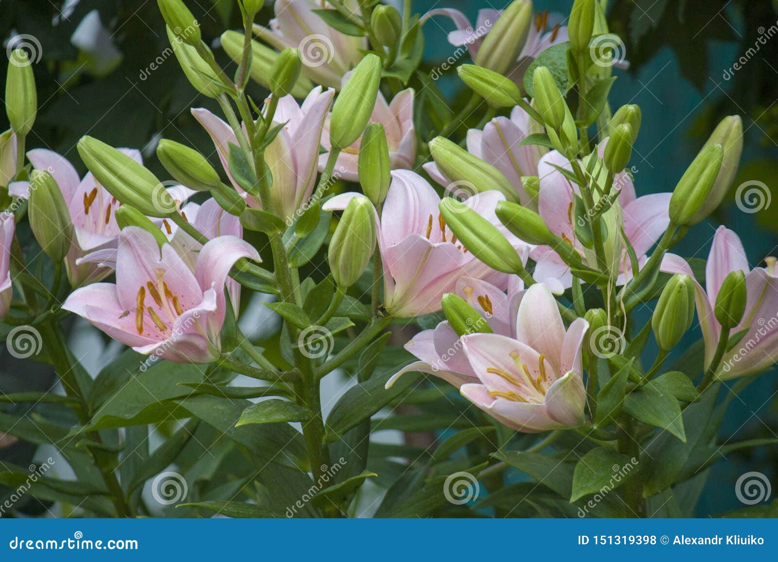 Lily Flower in the Garden. Shallow Depth of Field. Close-up Stock Photo ...