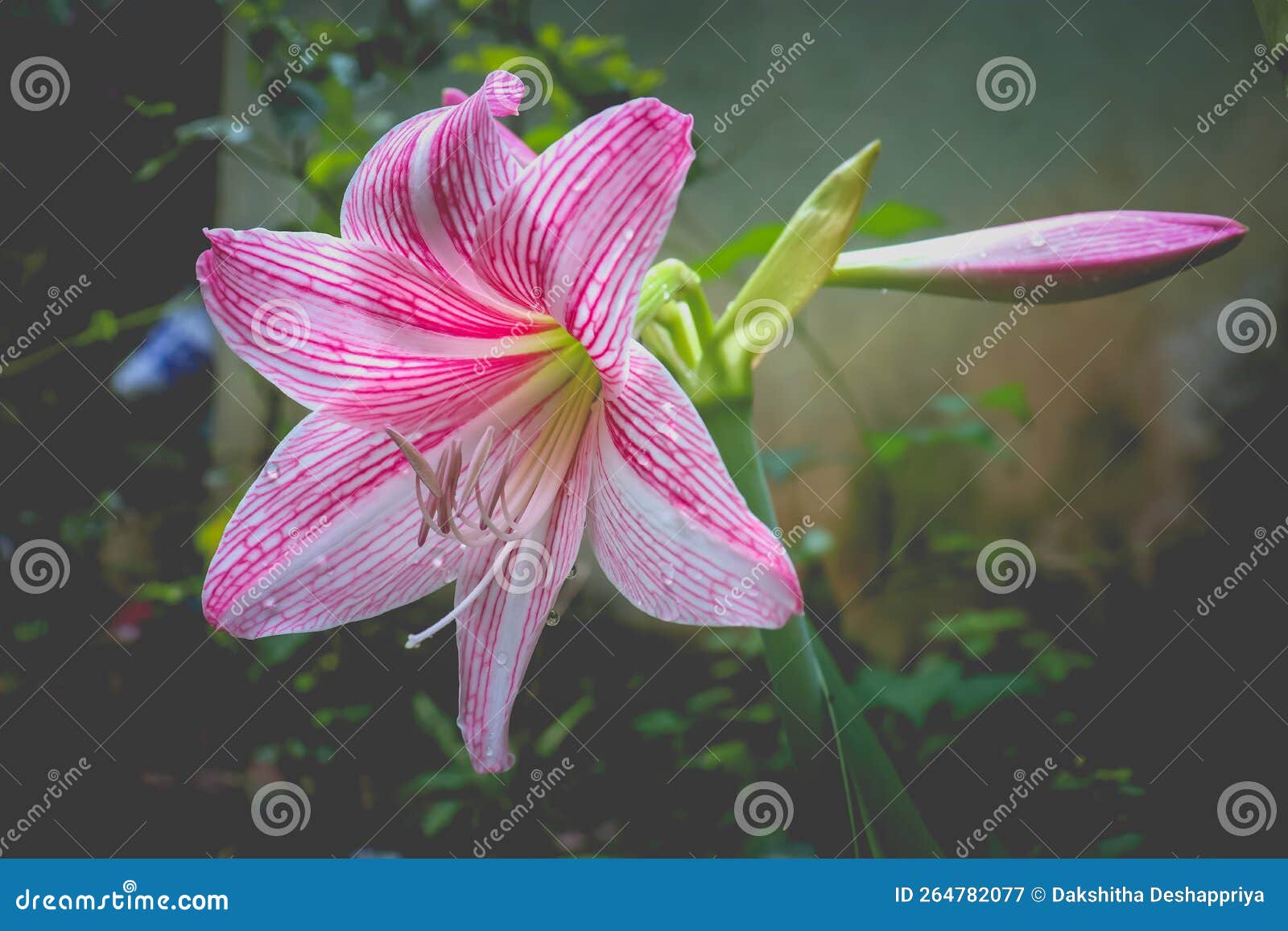 Lily Flower in the Garden, Water Drops on the Flower Stock Image