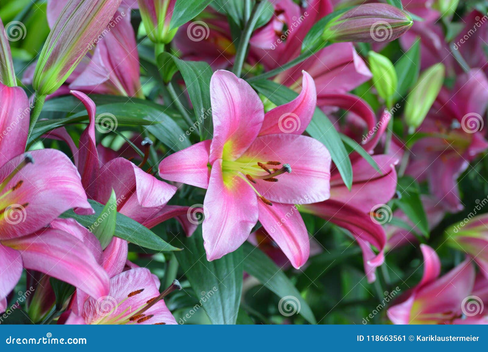 Lily growing in the garden stock image. Image of spring 118663561