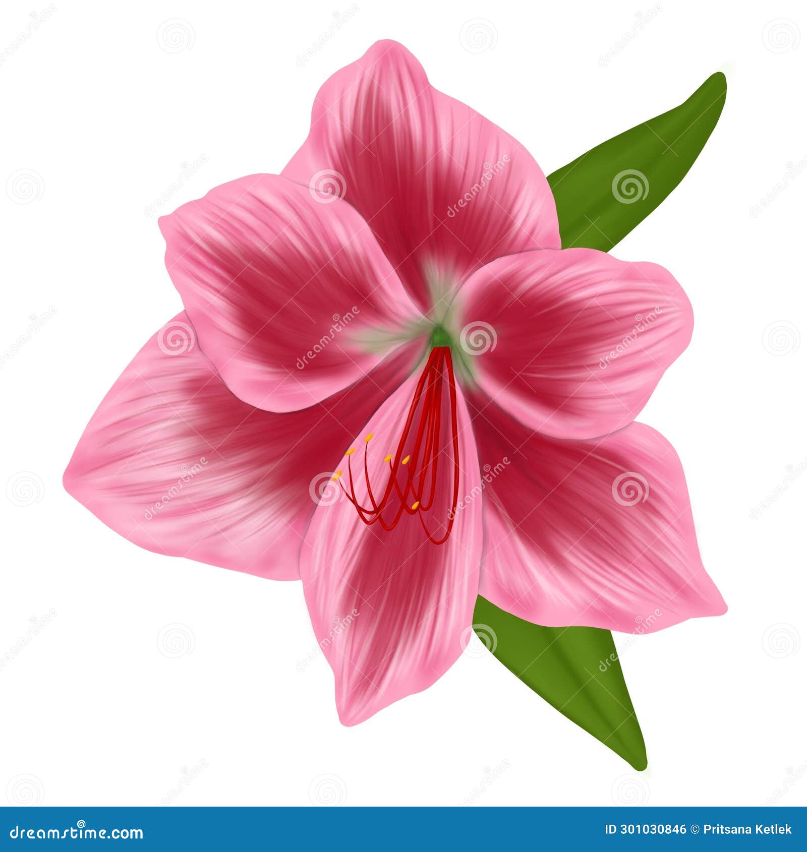 Lily Flower Hand Drawn with Pink Color Illustrations Stock Illustration