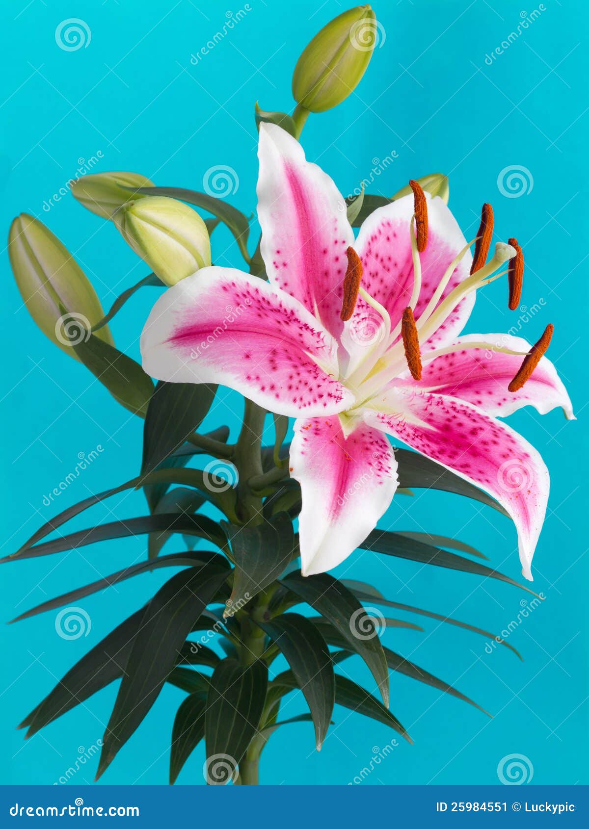 Lily Flower Isolated on Blue Background Stock Image Image of holiday