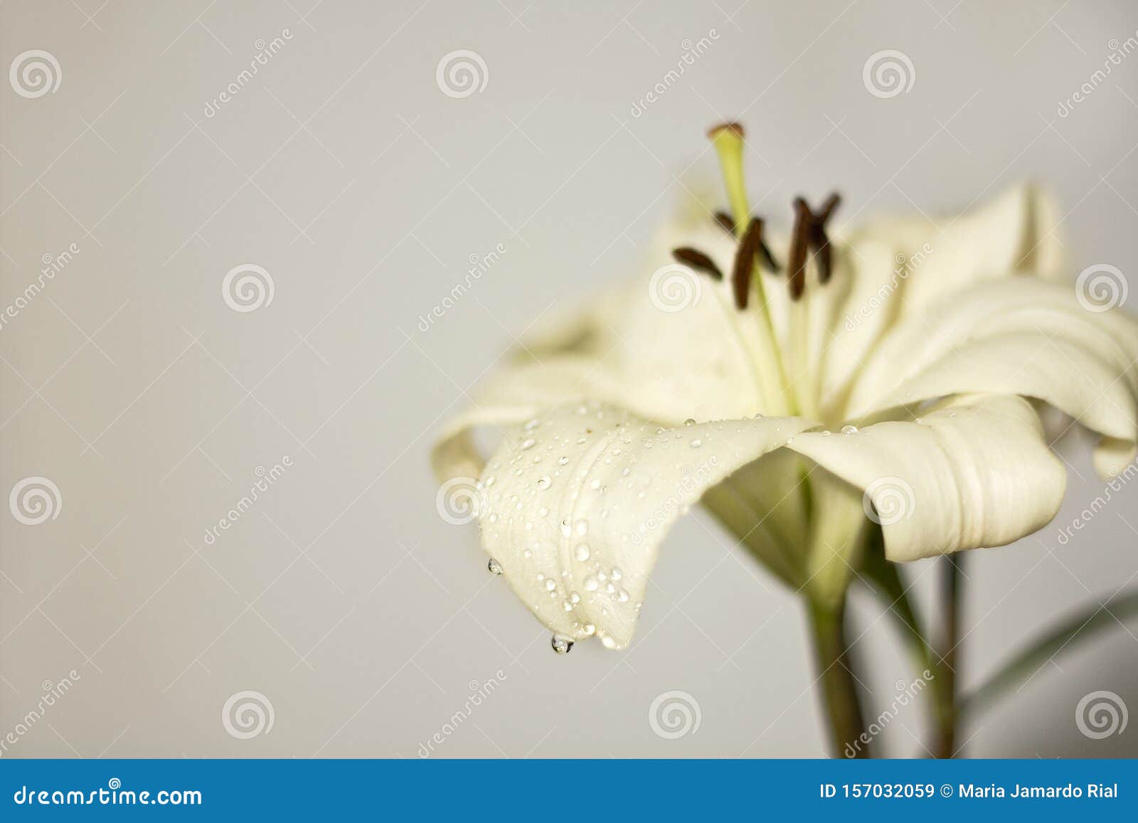 lily flower