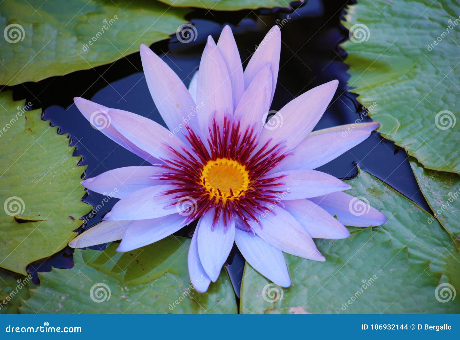 lily flower loto purple flor de loto beautful colors