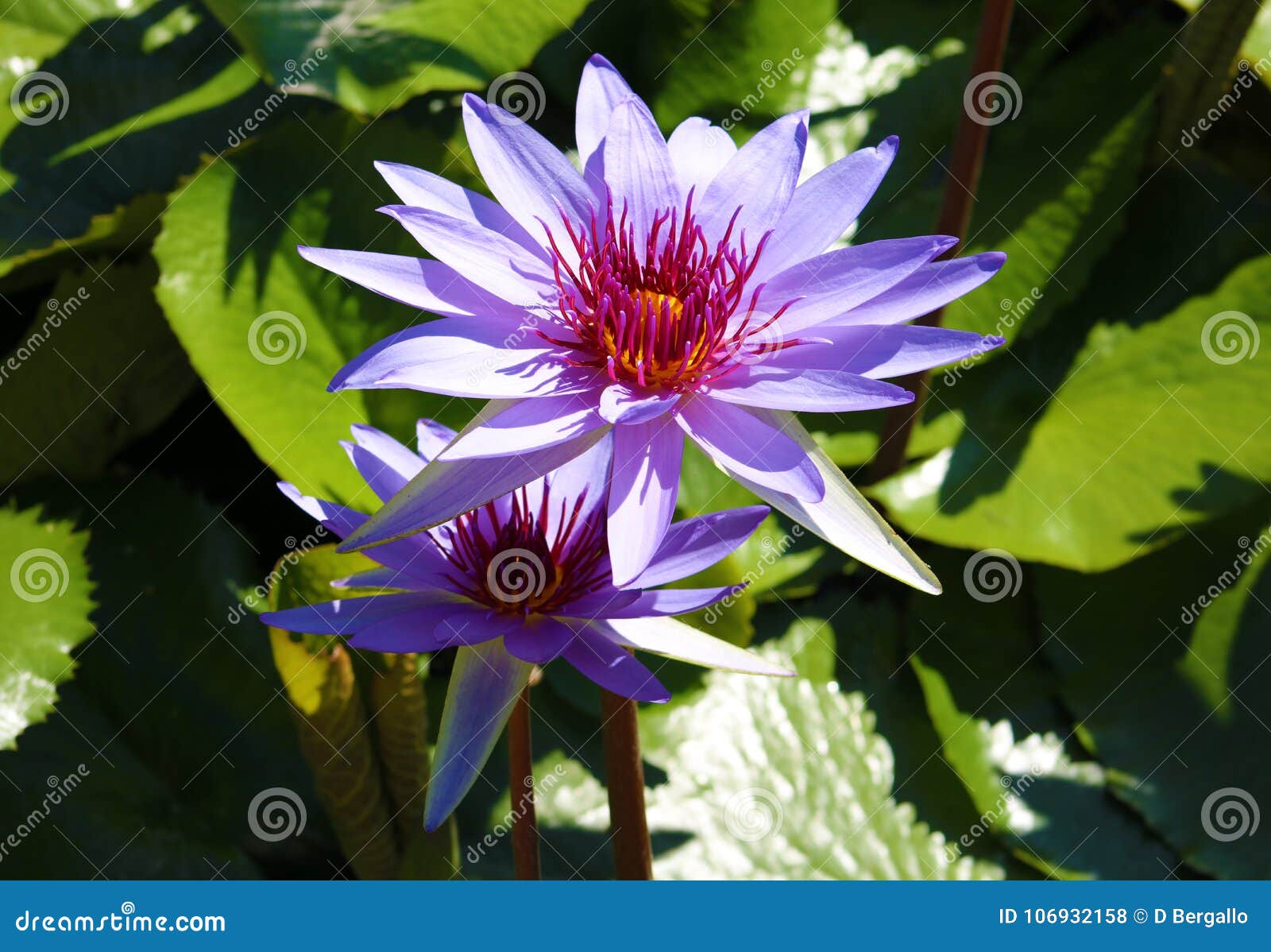 lily flower loto purple flor de loto beautful colors