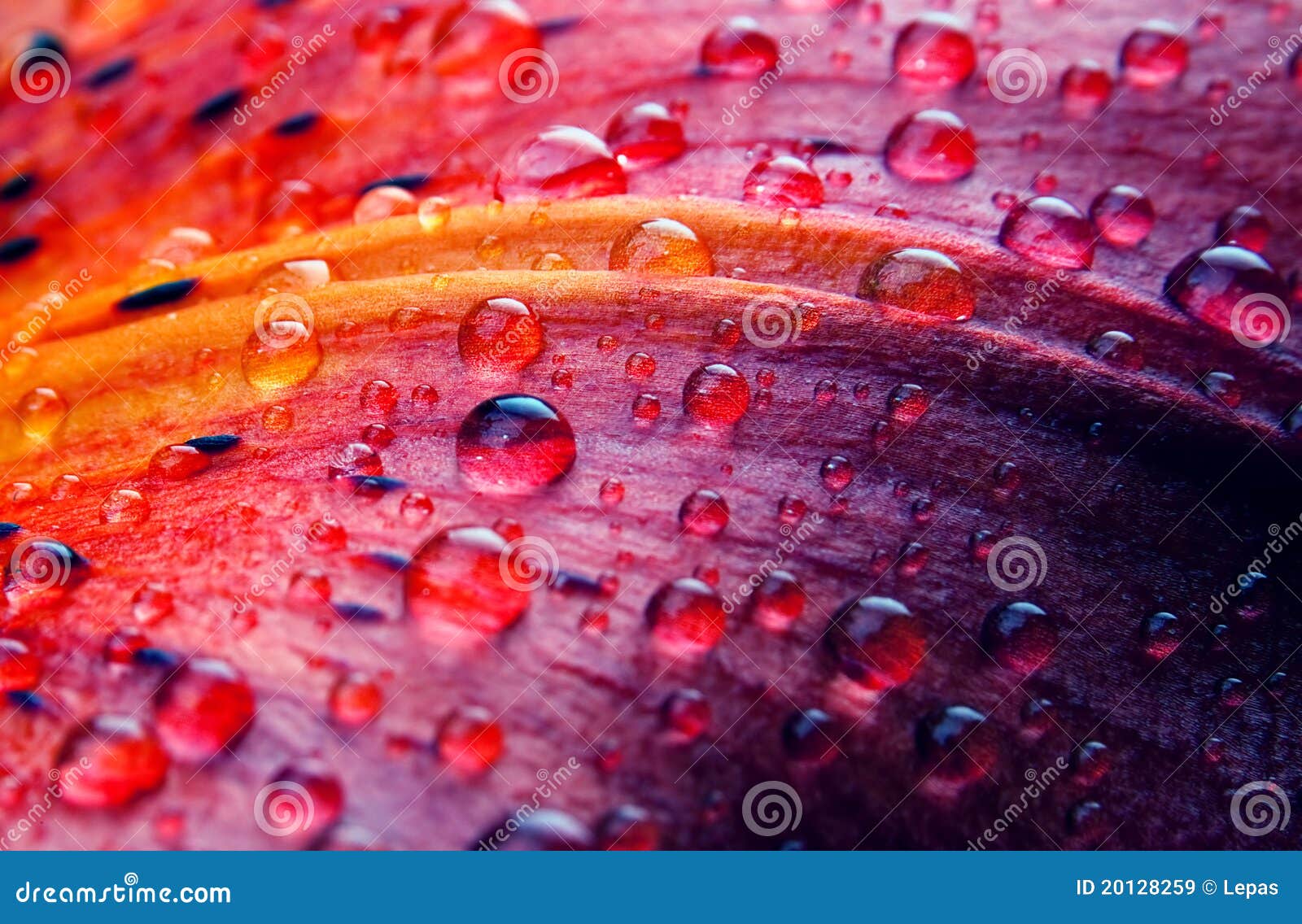 lily flower macro