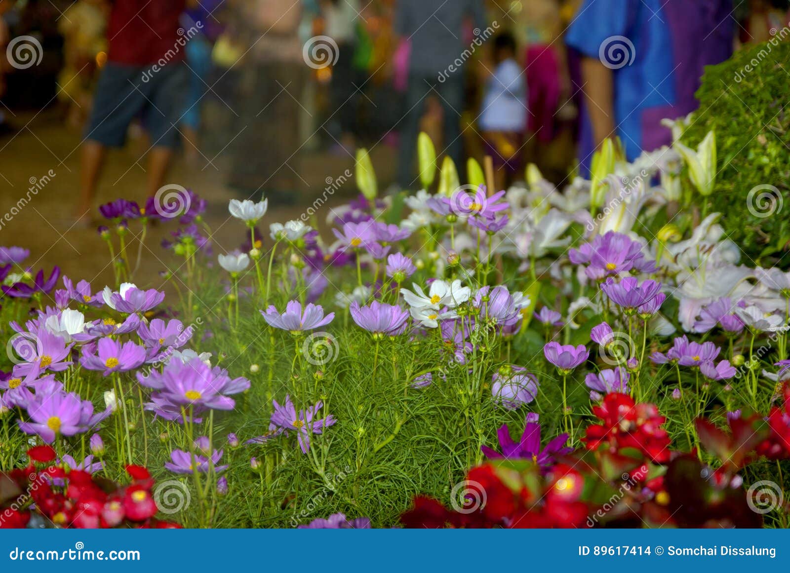 Lily Flower Night in Thailand Editorial Stock Image Image of bulbs