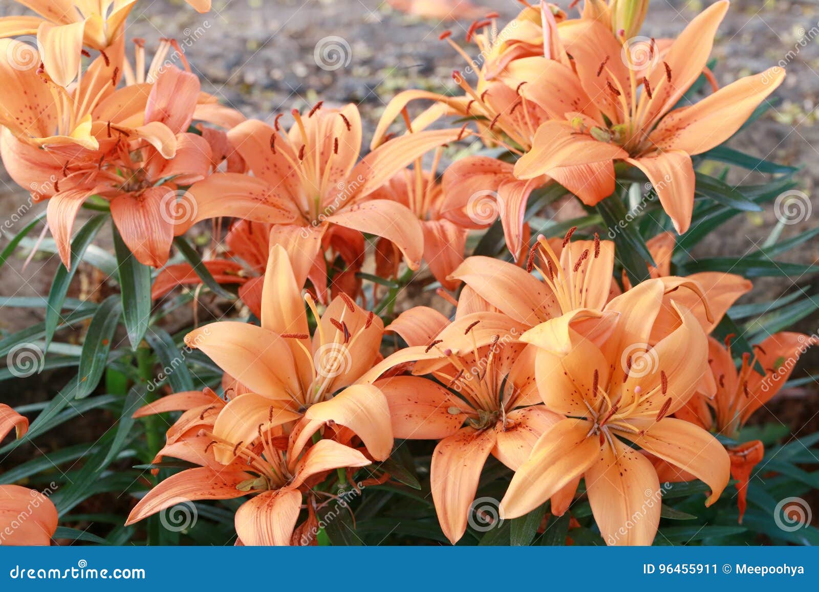 Lily Flower of Orange Color Bloom. Stock Image Image of anniversary