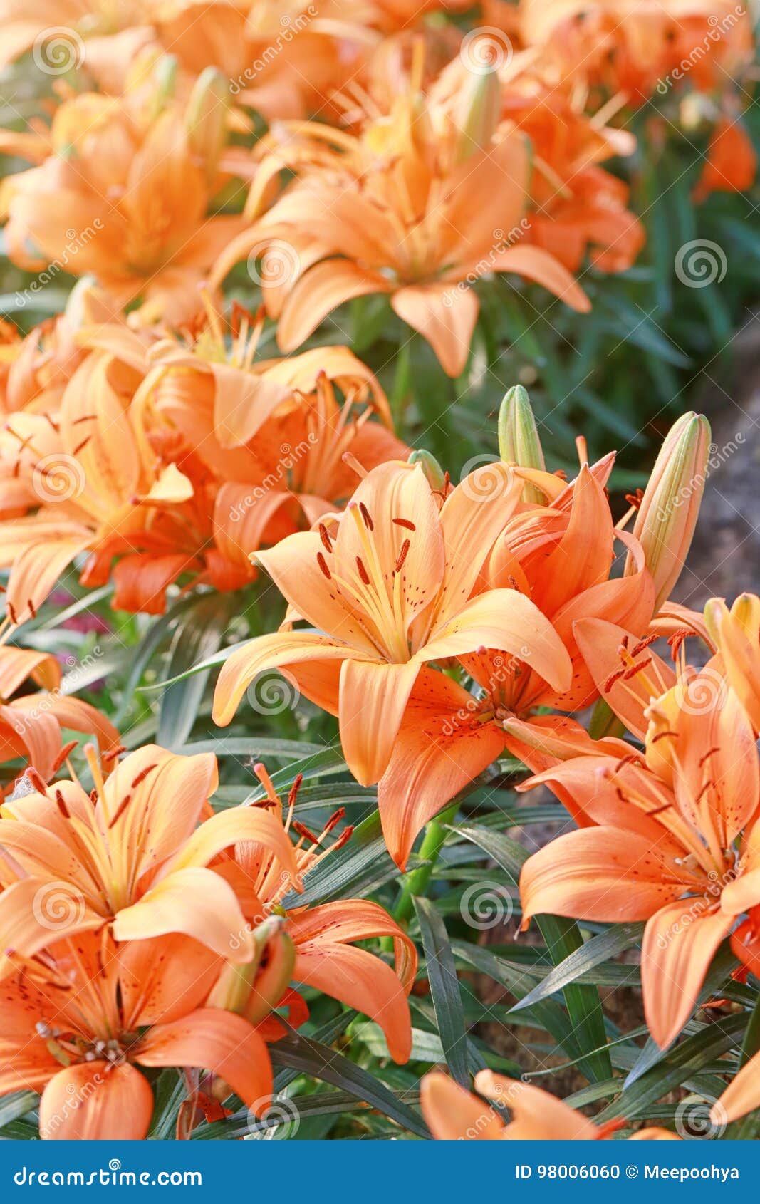 Lily Flower of Orange Color Bloom. Stock Photo Image of flora, floral