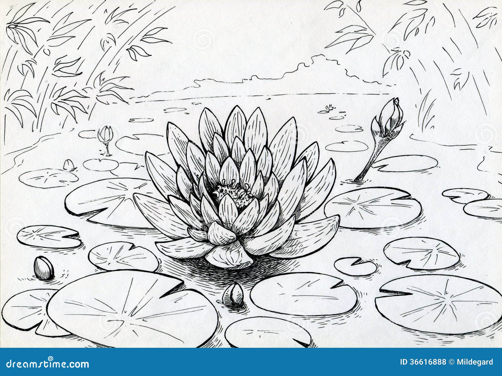 Lily Pond Stock Illustrations 3 743 Lily Pond Stock Illustrations Vectors Clipart Dreamstime