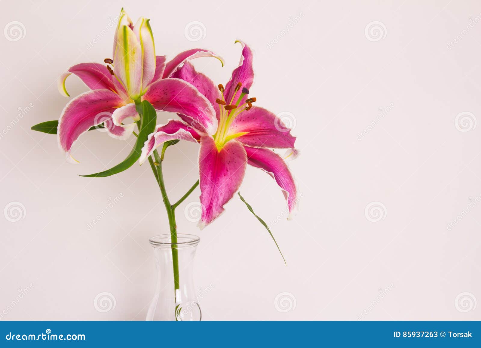 Lily flower stock image. Image of lily, flower, floristry 85937263