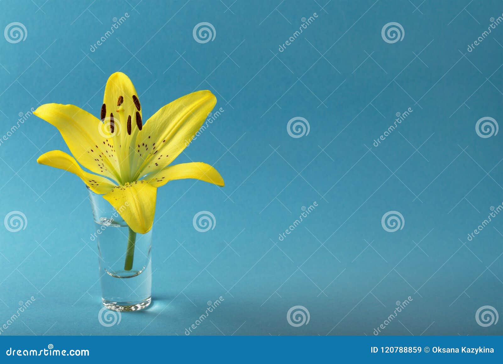 Lily Flower in Water on Blue Background for Designers Stock Image ...