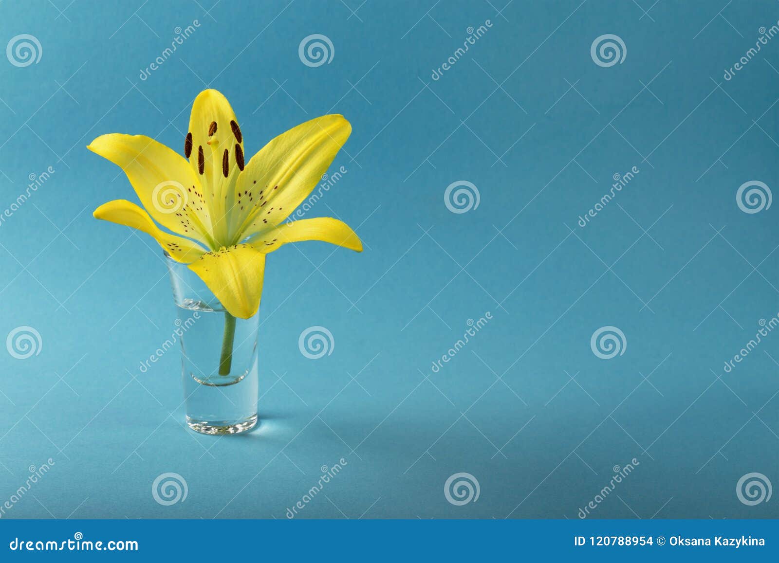 Lily Flower in Water on Blue Background for Designers Stock Photo ...