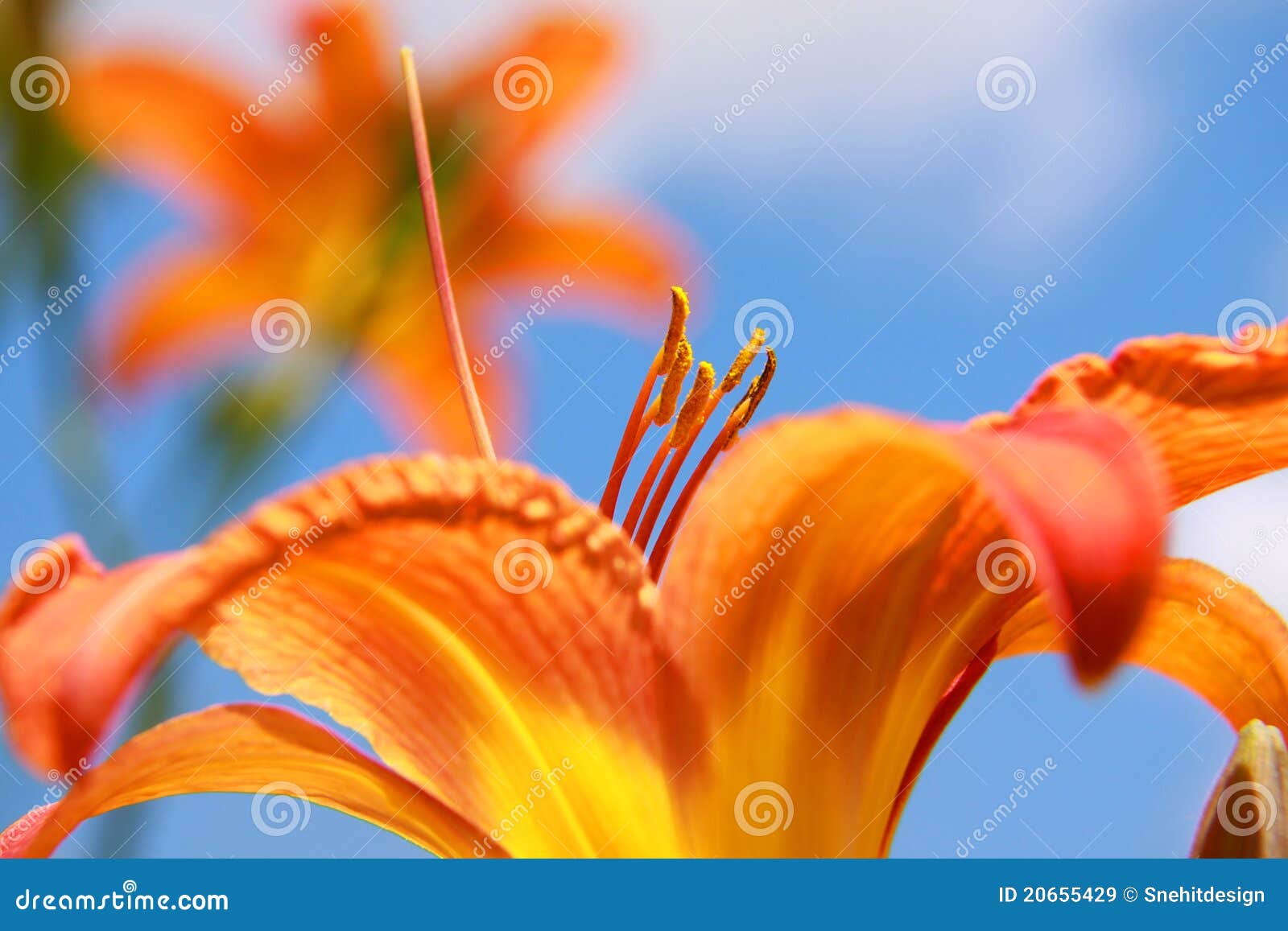 Lily Flowers Stock Image Image Of Orange Bright Beautiful 20655429