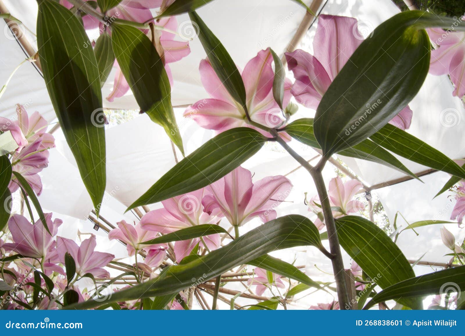 Lily Flowers for Nature Background. Stock Image Image of lilac