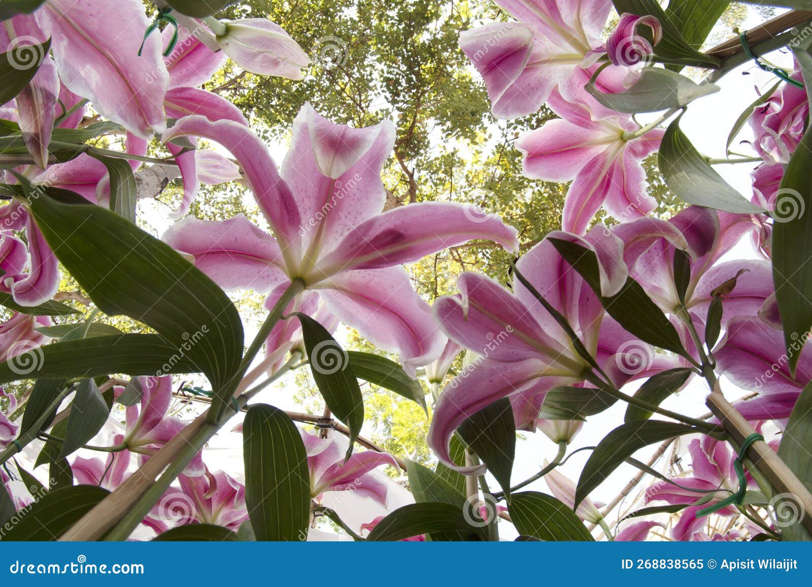 Lily Flowers for Nature Background. Stock Image Image of shrub