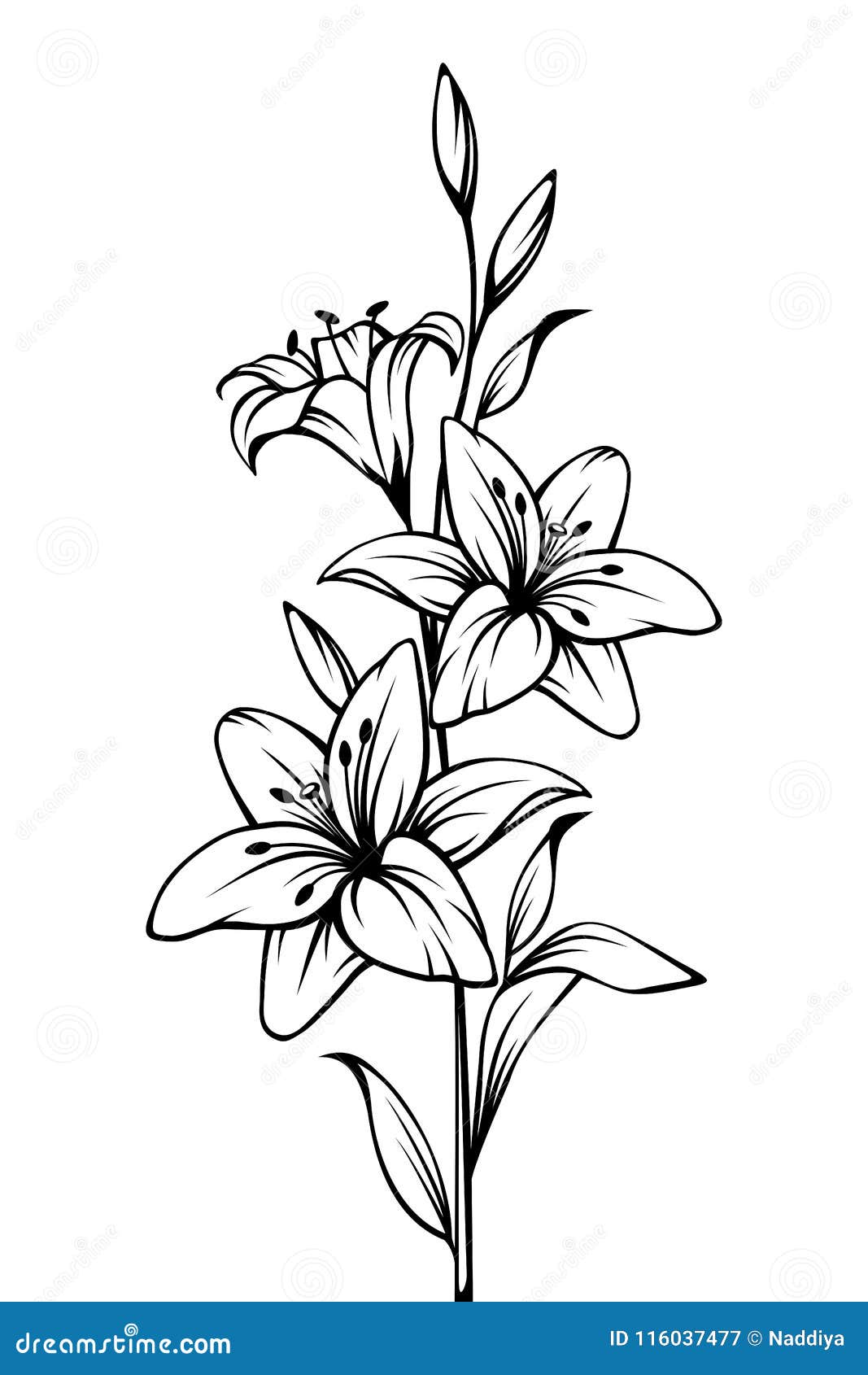 lily flowers.  black and white contour drawing.