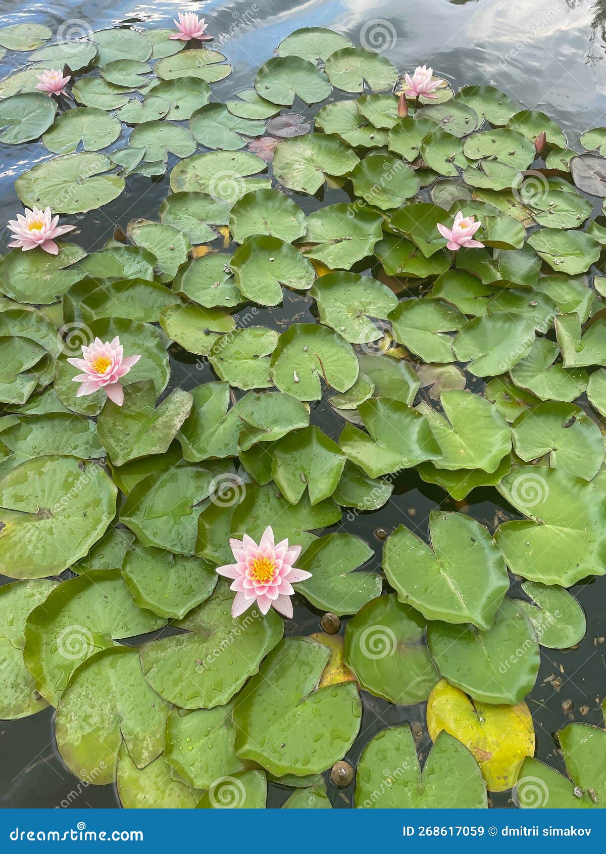 Lily Flowers in Water Water Water Lily As Background Stock Image