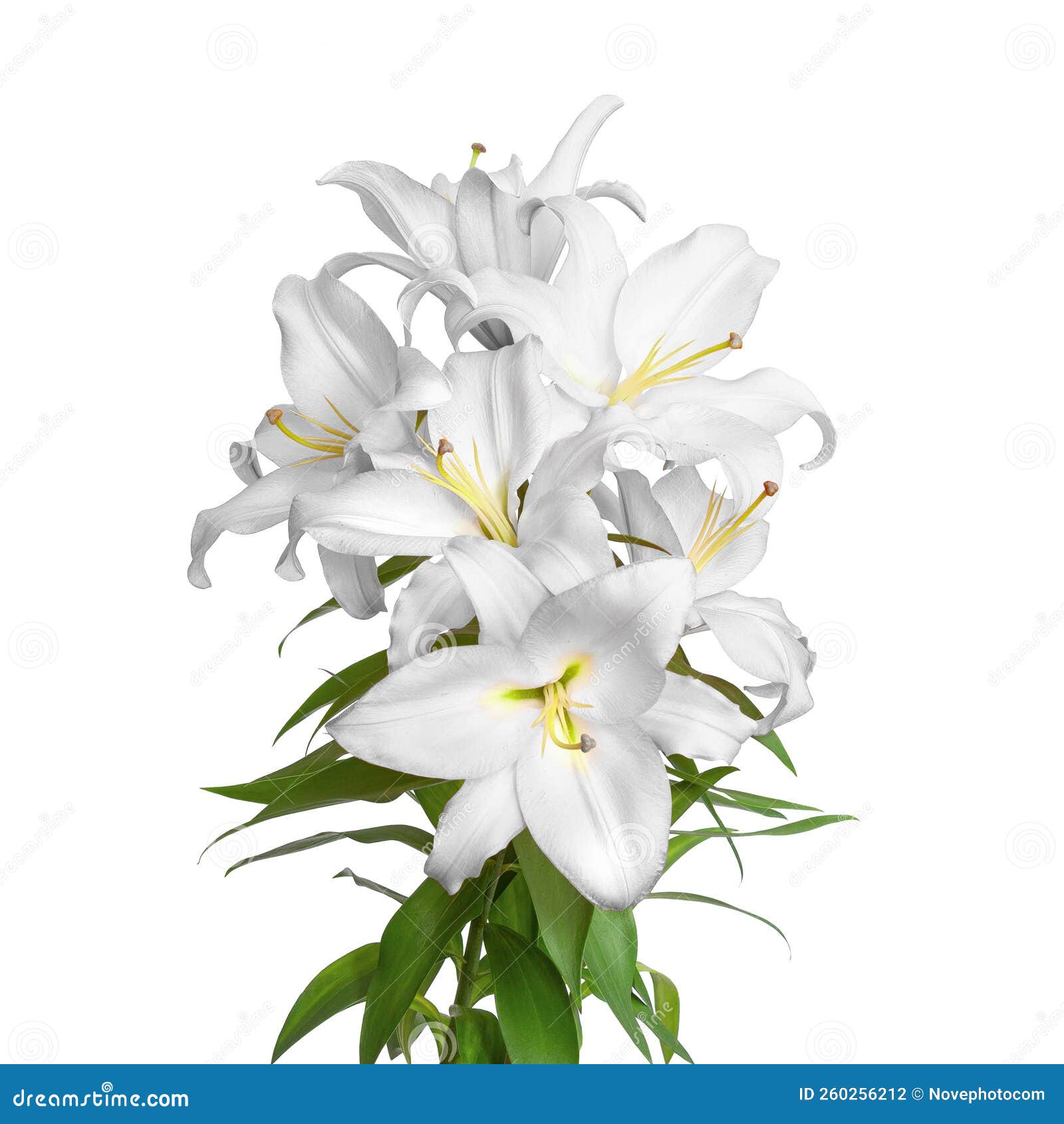 Lily flowers. White lilies stock photo. Image of leaf - 260256212