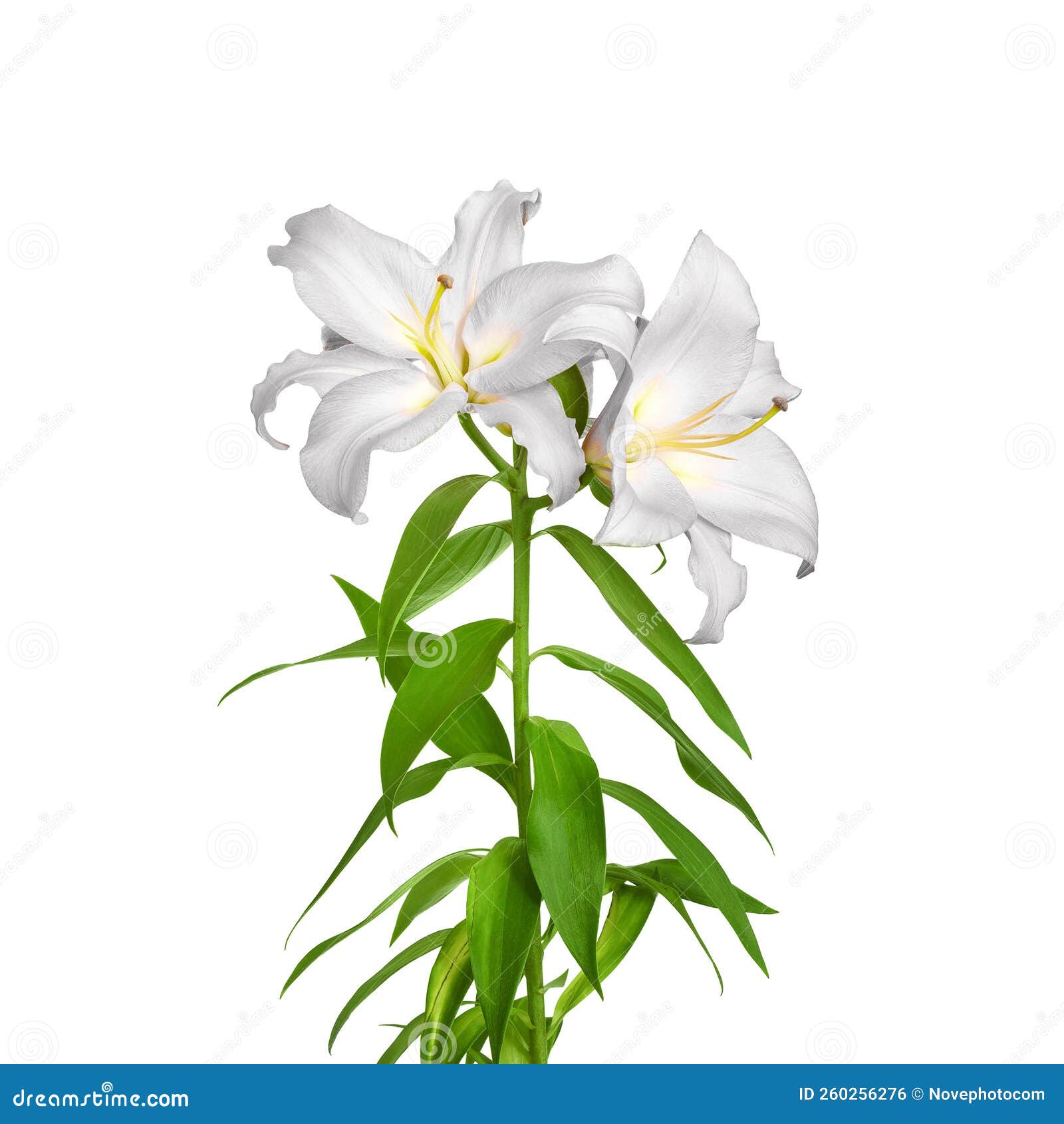 Lily flowers. White lilies stock photo. Image of flora - 260256276