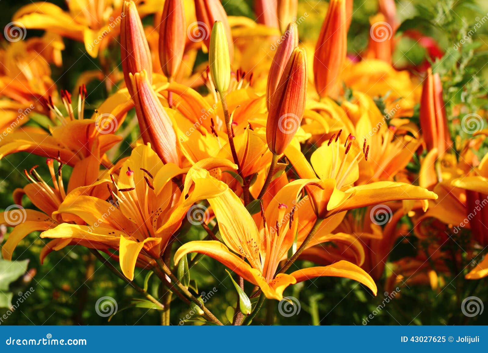Lily flowers stock image. Image of ready, life, lily 43027625