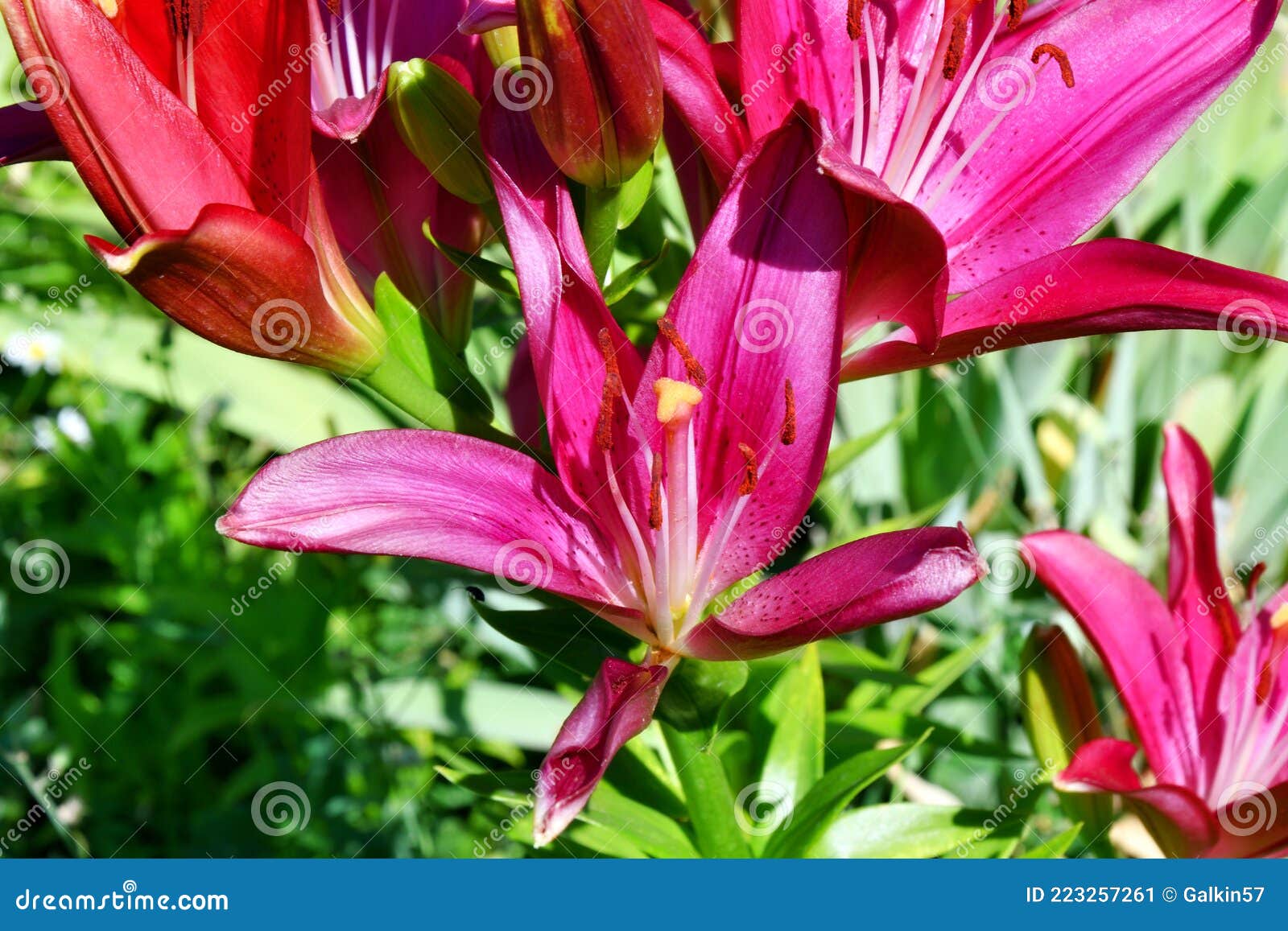 Lily Garden Latin. Lilium â€“ Genus of Plants of the Lilein Family ...