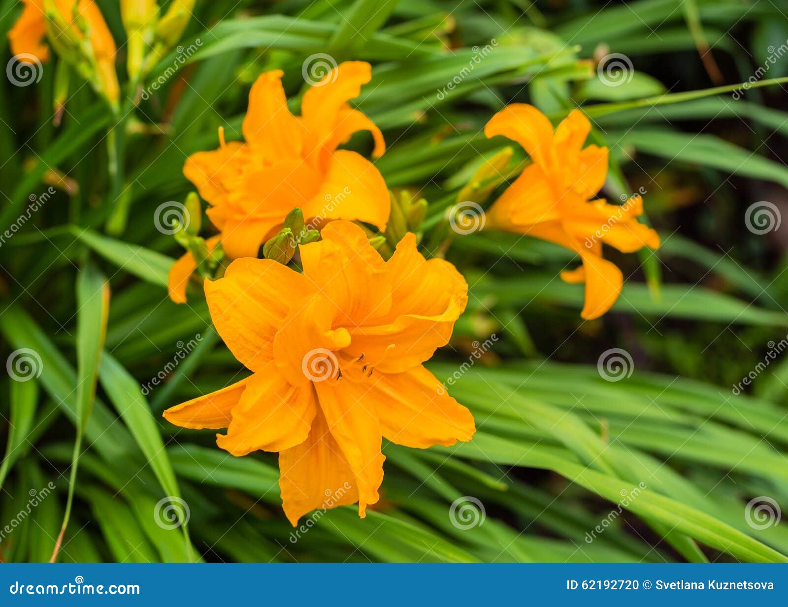 Lily in grass stock photo. Image of green, leaves, plant 62192720