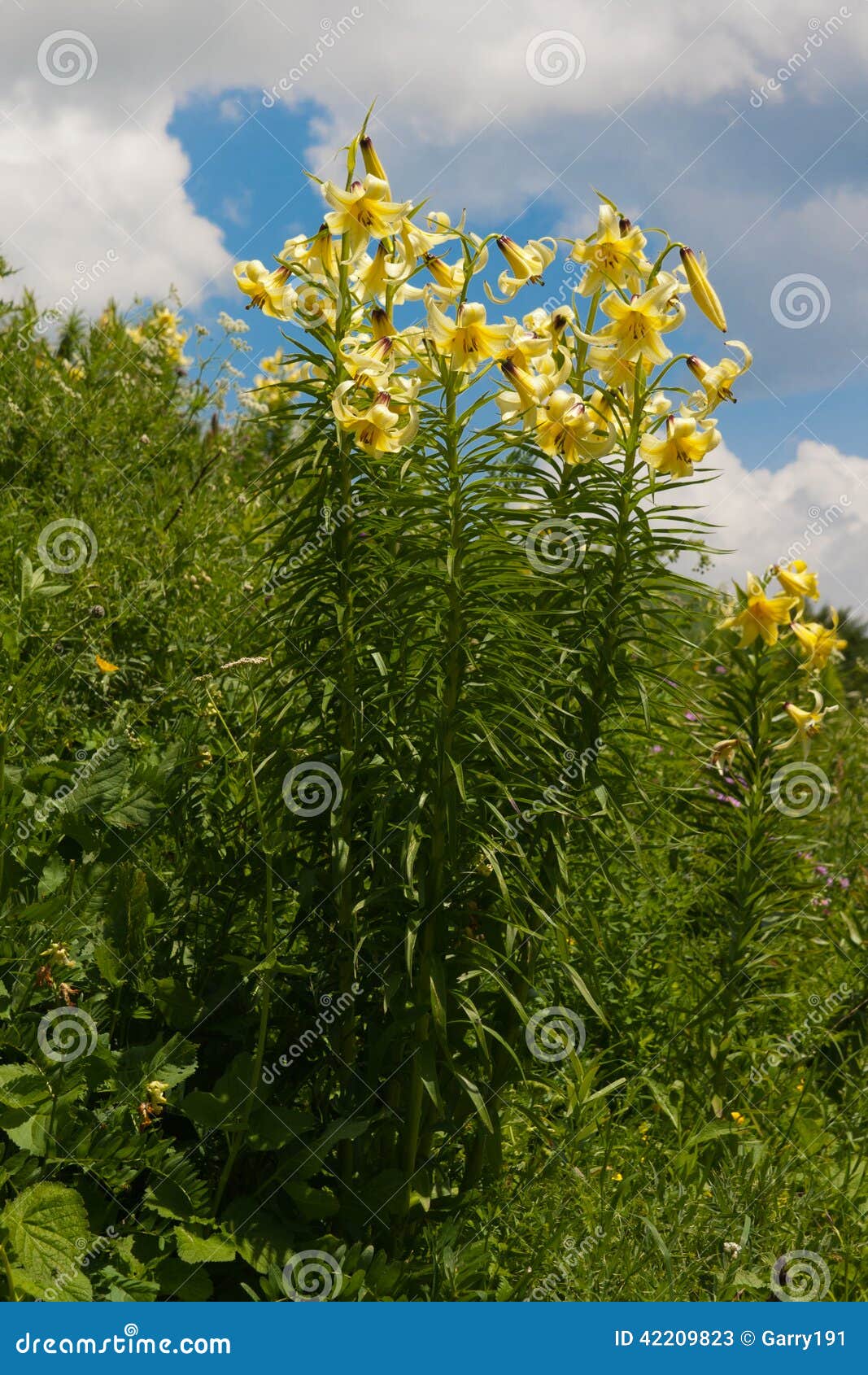 lily kesselring (lilium kesselringianum) is in the mountains, no