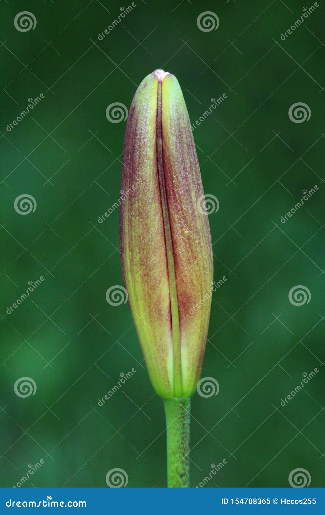 Lily or Lilium Dark Red Fully Closed Perennial Flower Bud Waiting To ...