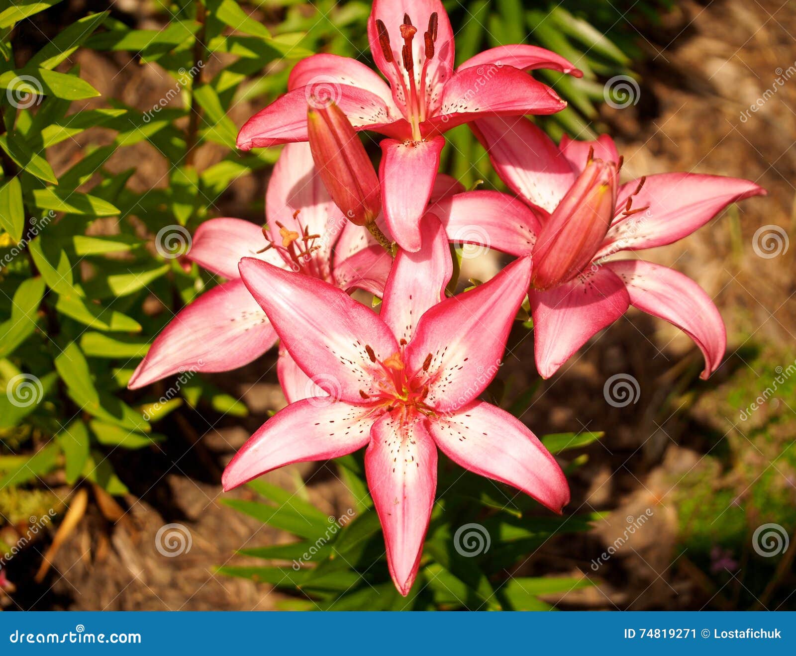 Lily or Lilium Species in Bloom Stock Image - Image of vegetation ...